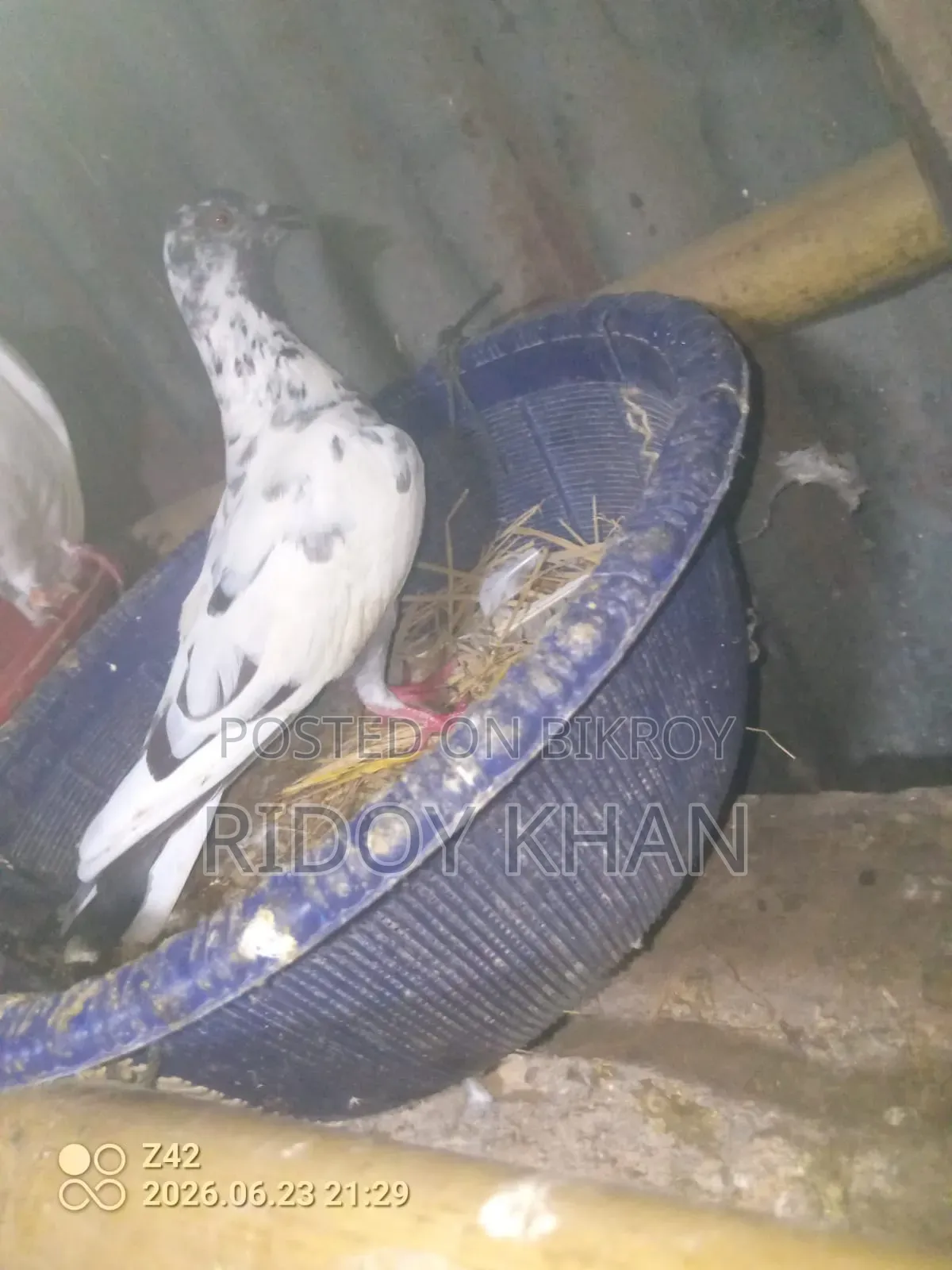 2 Female Running Pigeons