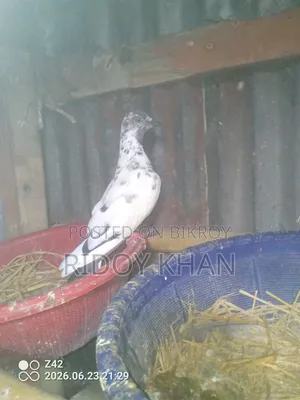 2 Female Running Pigeons