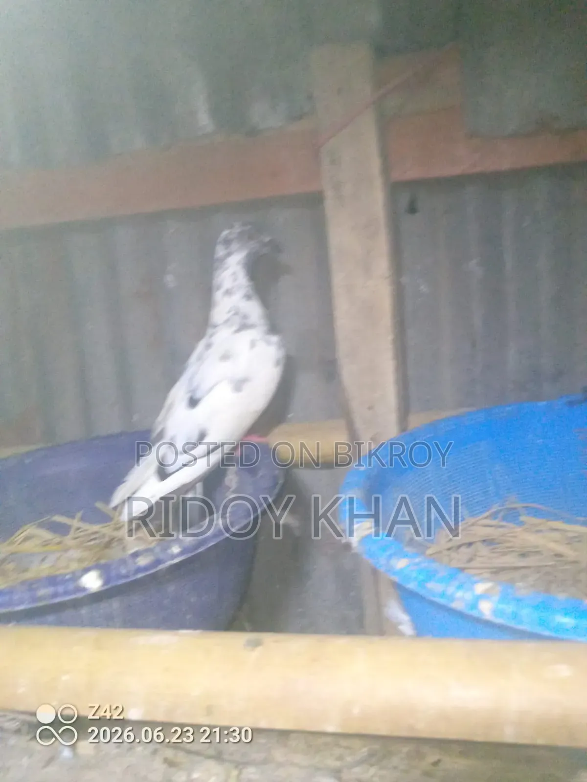 2 Female Running Pigeons