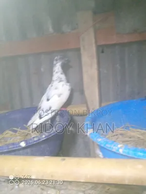2 Female Running Pigeons