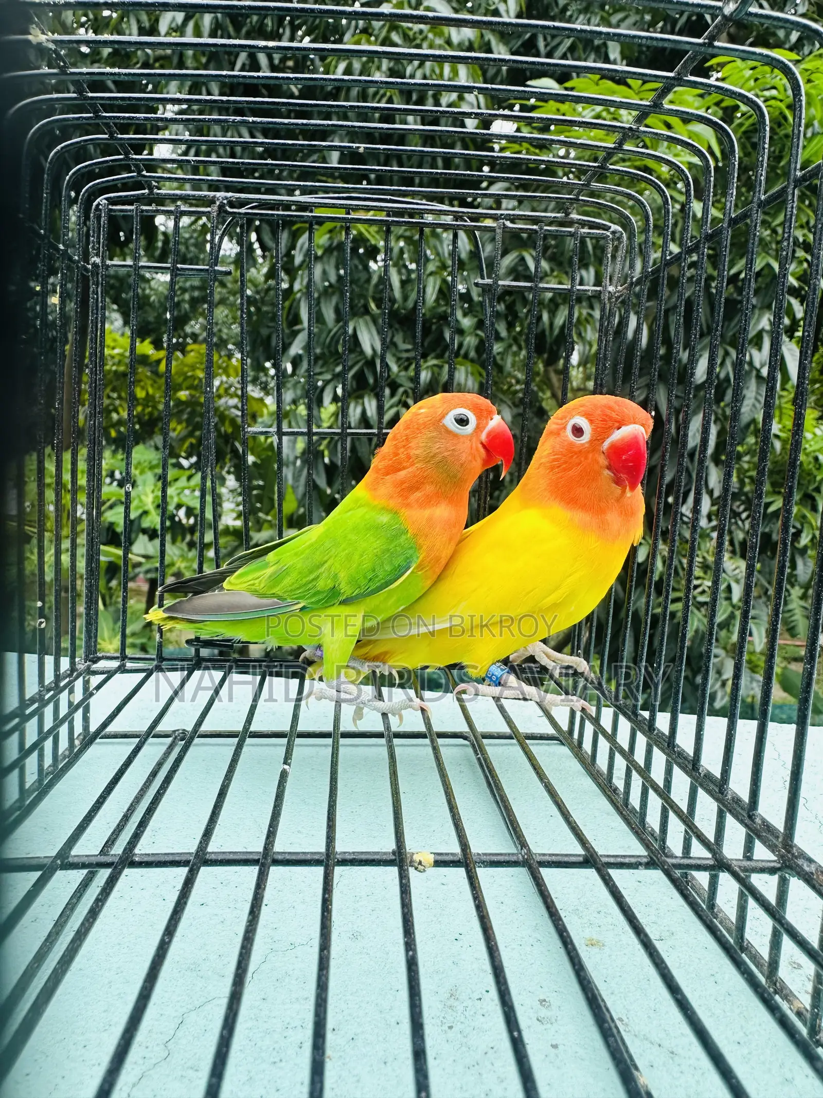 LOVEBIRD Pair