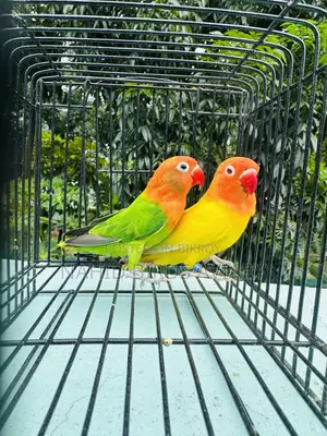 LOVEBIRD Pair