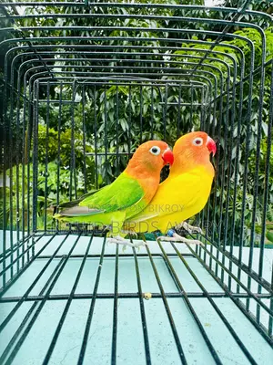 LOVEBIRD Pair