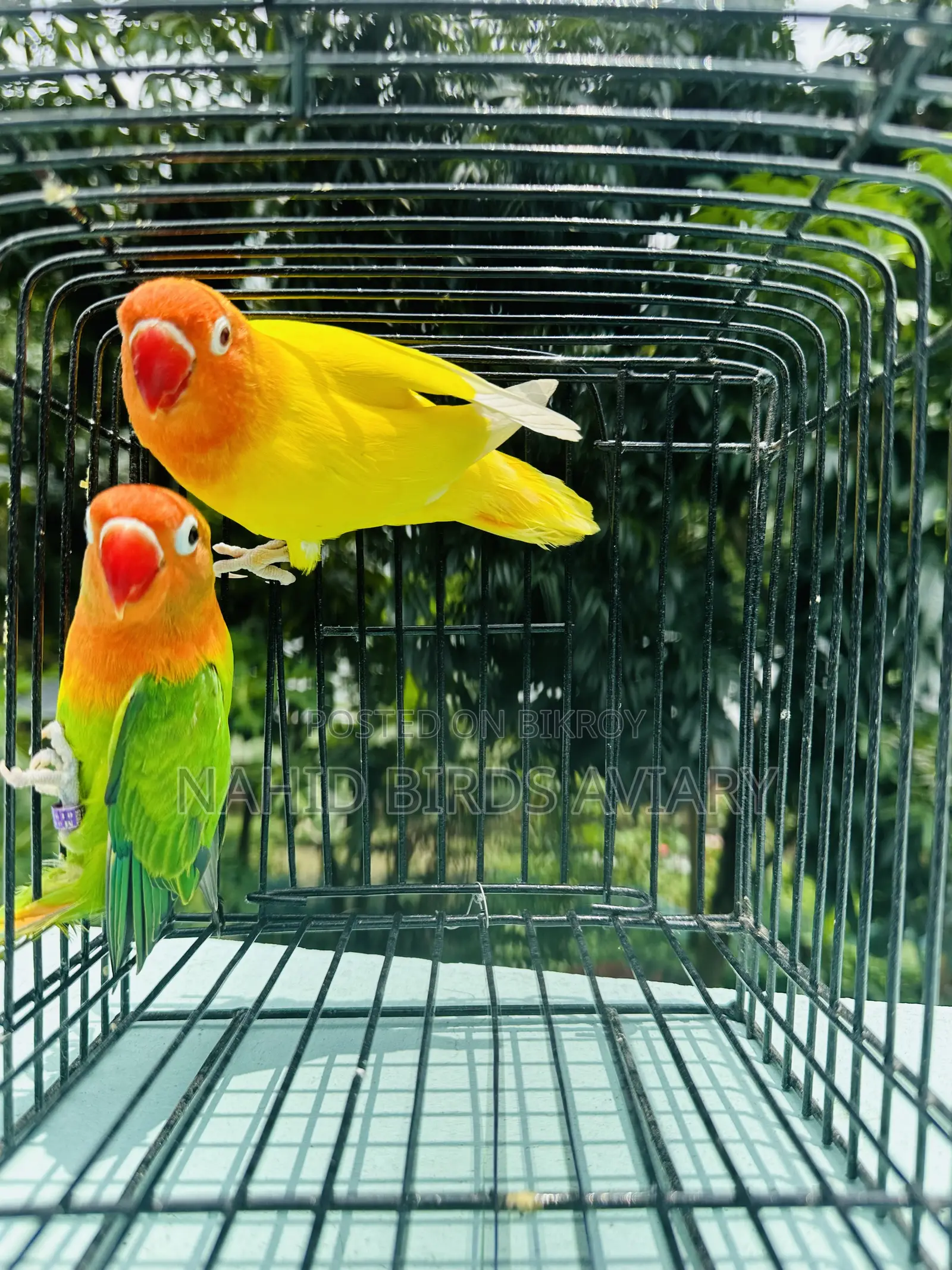 LOVEBIRD Pair