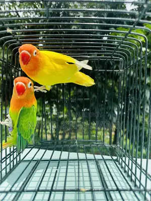 LOVEBIRD Pair