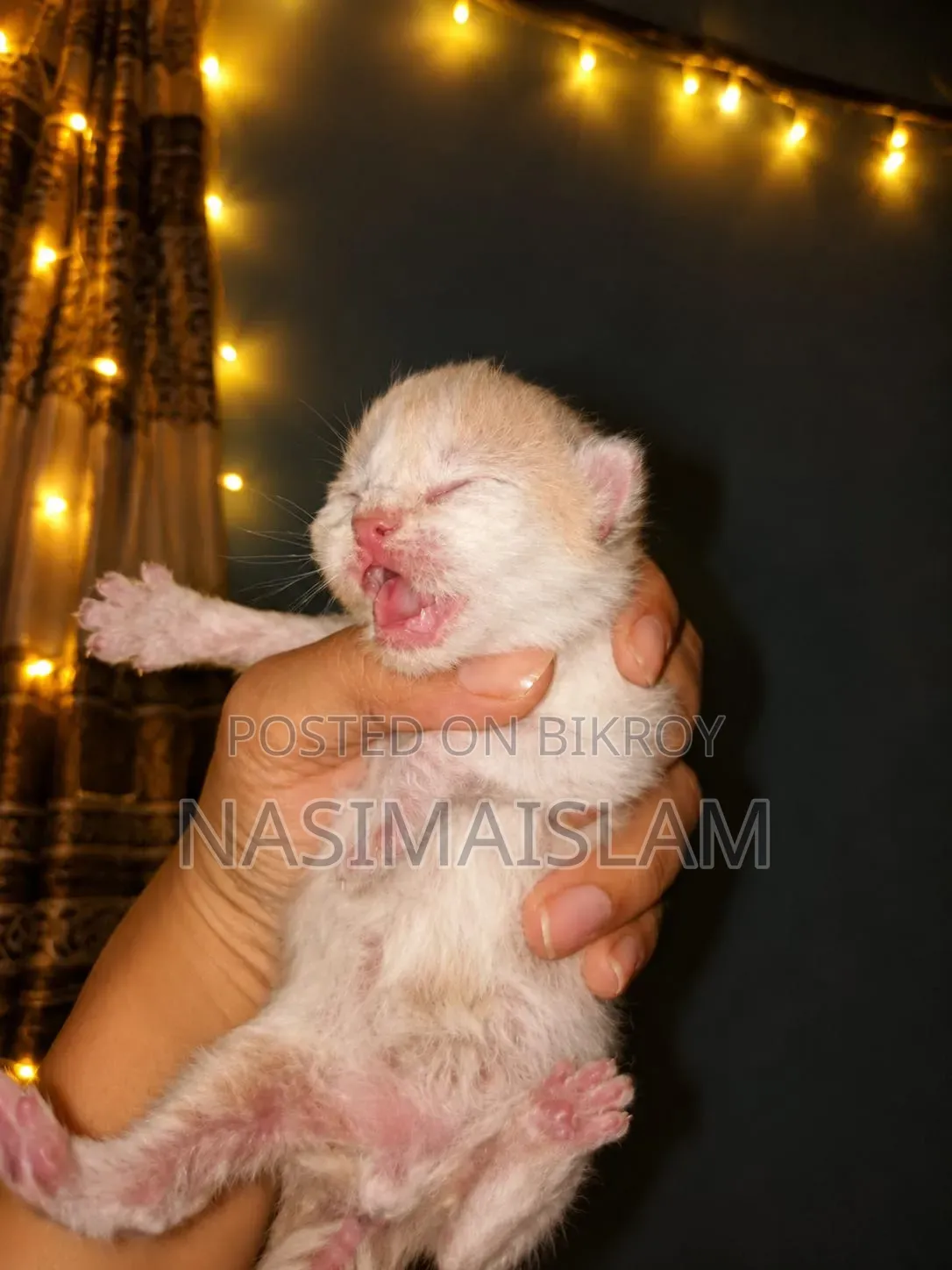 ০-১ মাসের ফিমেল পিওরব্রেড এক্সোটিক