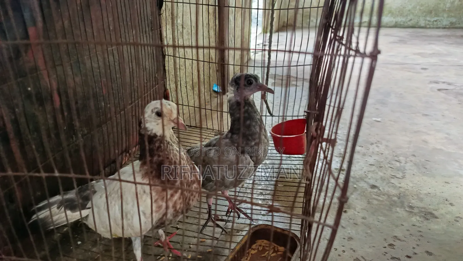 Desi Pigeon