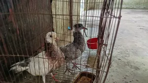 Desi Pigeon