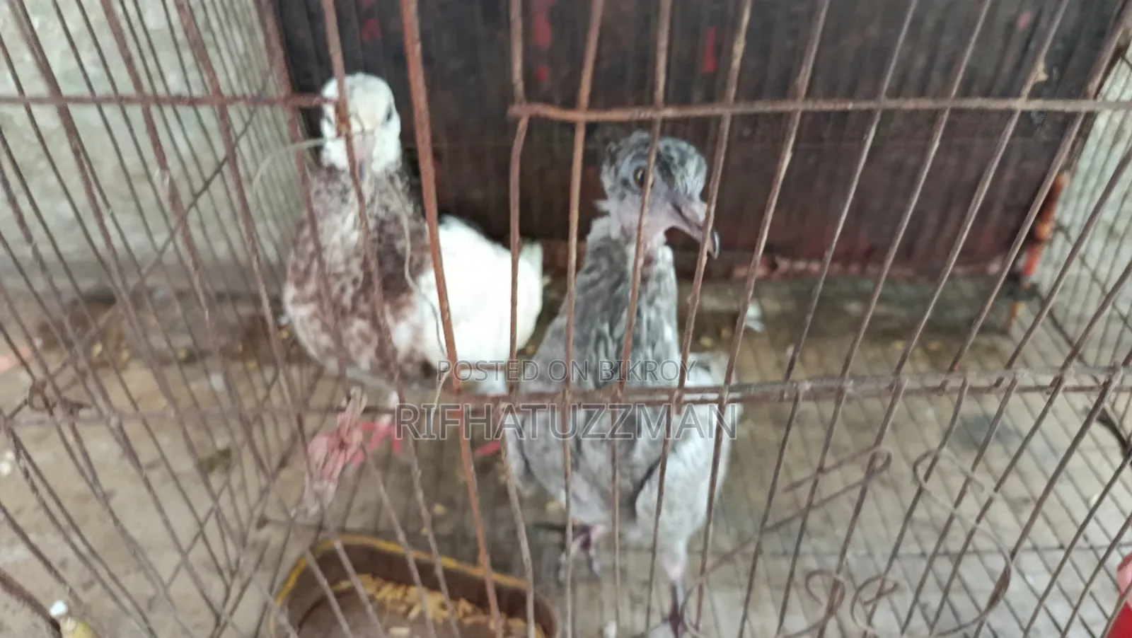 Desi Pigeon