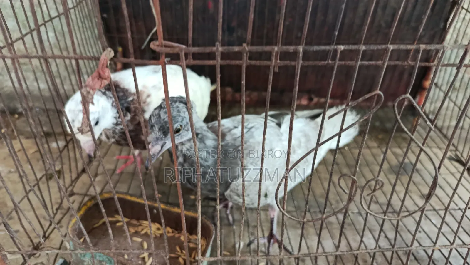 Desi Pigeon
