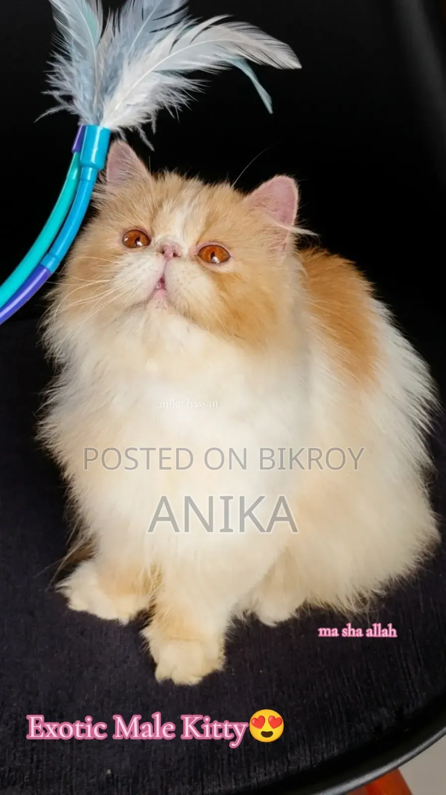3-6 months Male Purebred Exotic