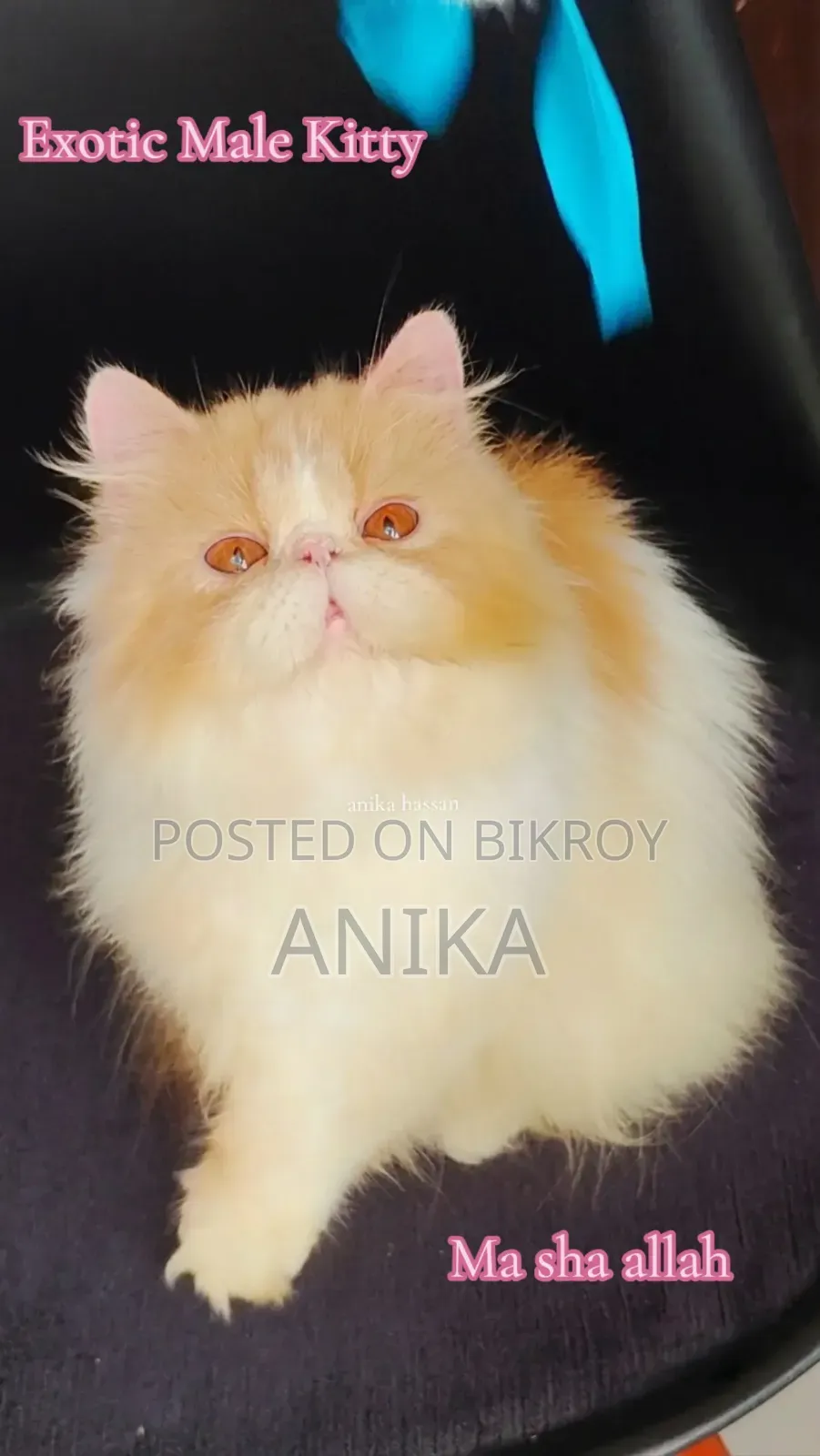 3-6 months Male Purebred Exotic