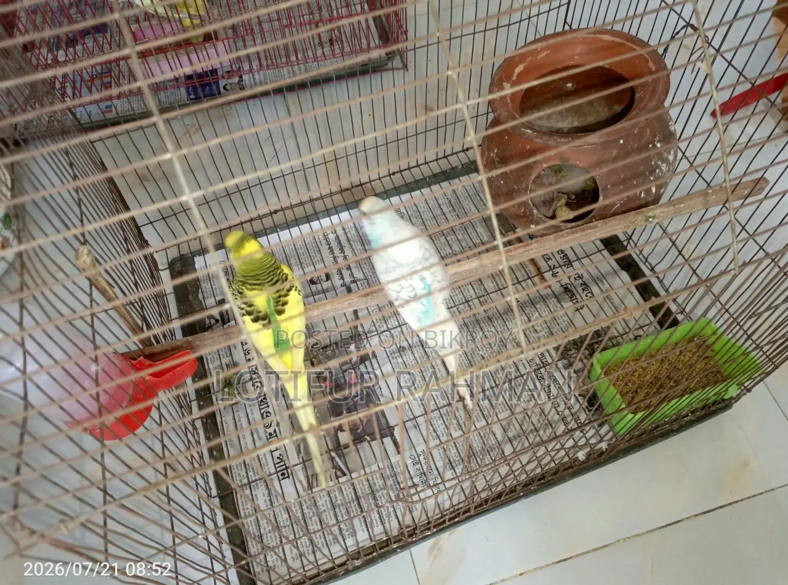 Master Pair and 3 Babies – With Full Setup