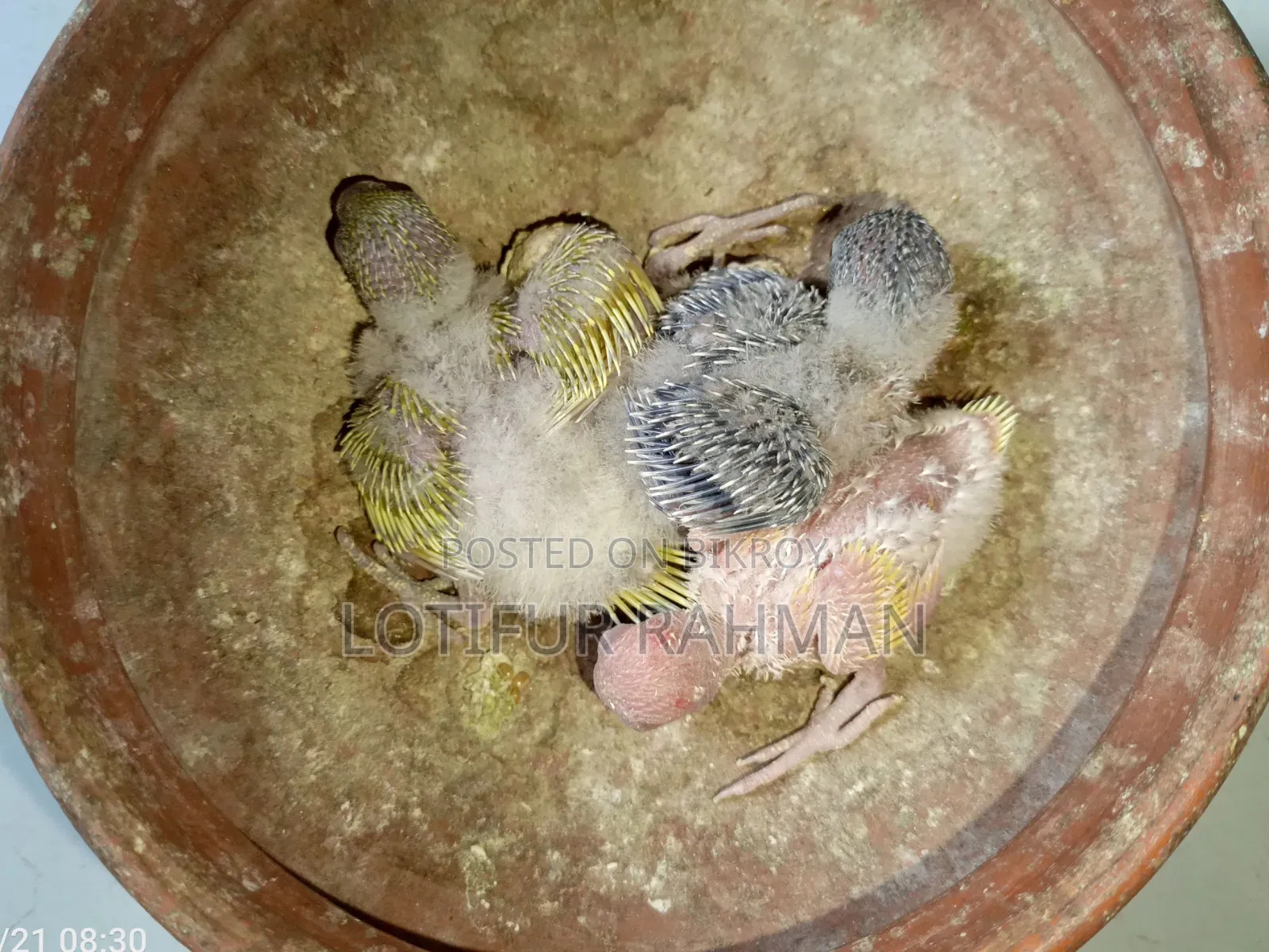 Master Pair and 3 Babies – With Full Setup