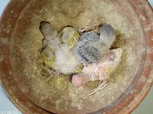 Master Pair and 3 Babies – With Full Setup