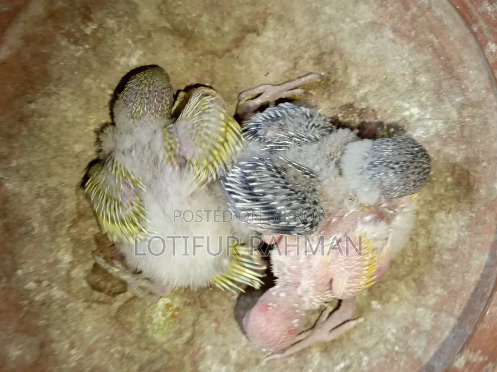 Master Pair and 3 Babies – With Full Setup