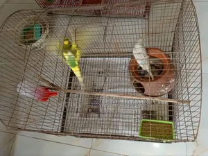 Master Pair and 3 Babies – With Full Setup