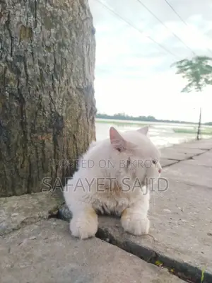 6-12 months Male Purebred Persian