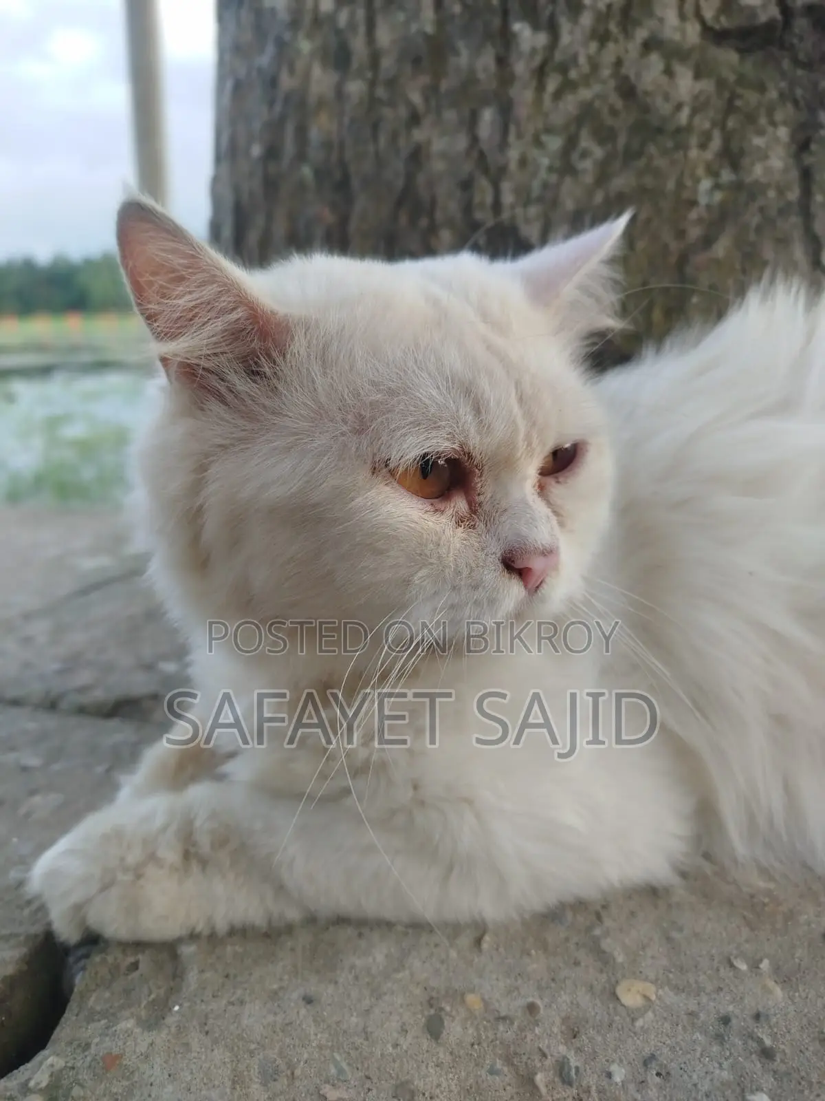 6-12 months Male Purebred Persian