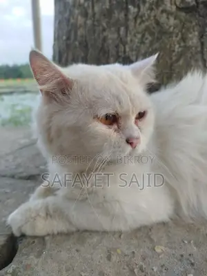 6-12 months Male Purebred Persian