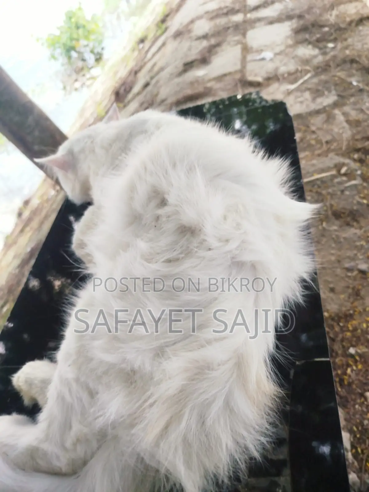 6-12 months Male Purebred Persian