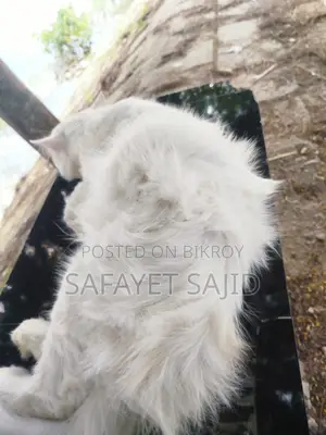 6-12 months Male Purebred Persian