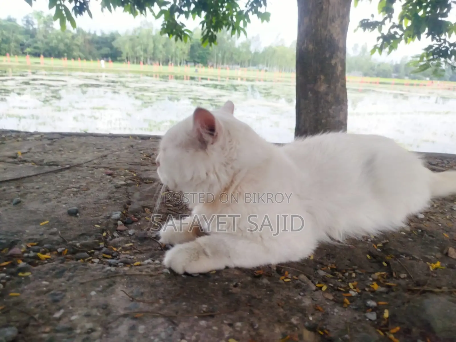 6-12 months Male Purebred Persian