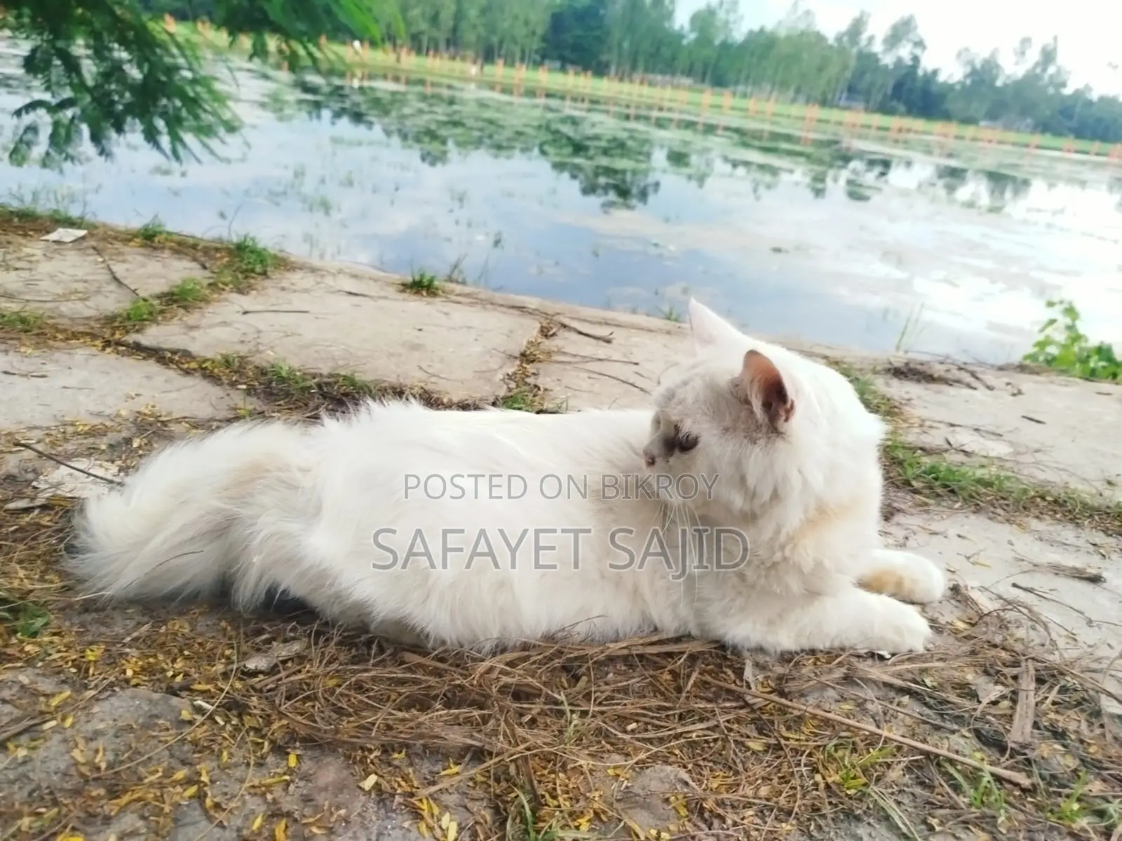 6-12 months Male Purebred Persian