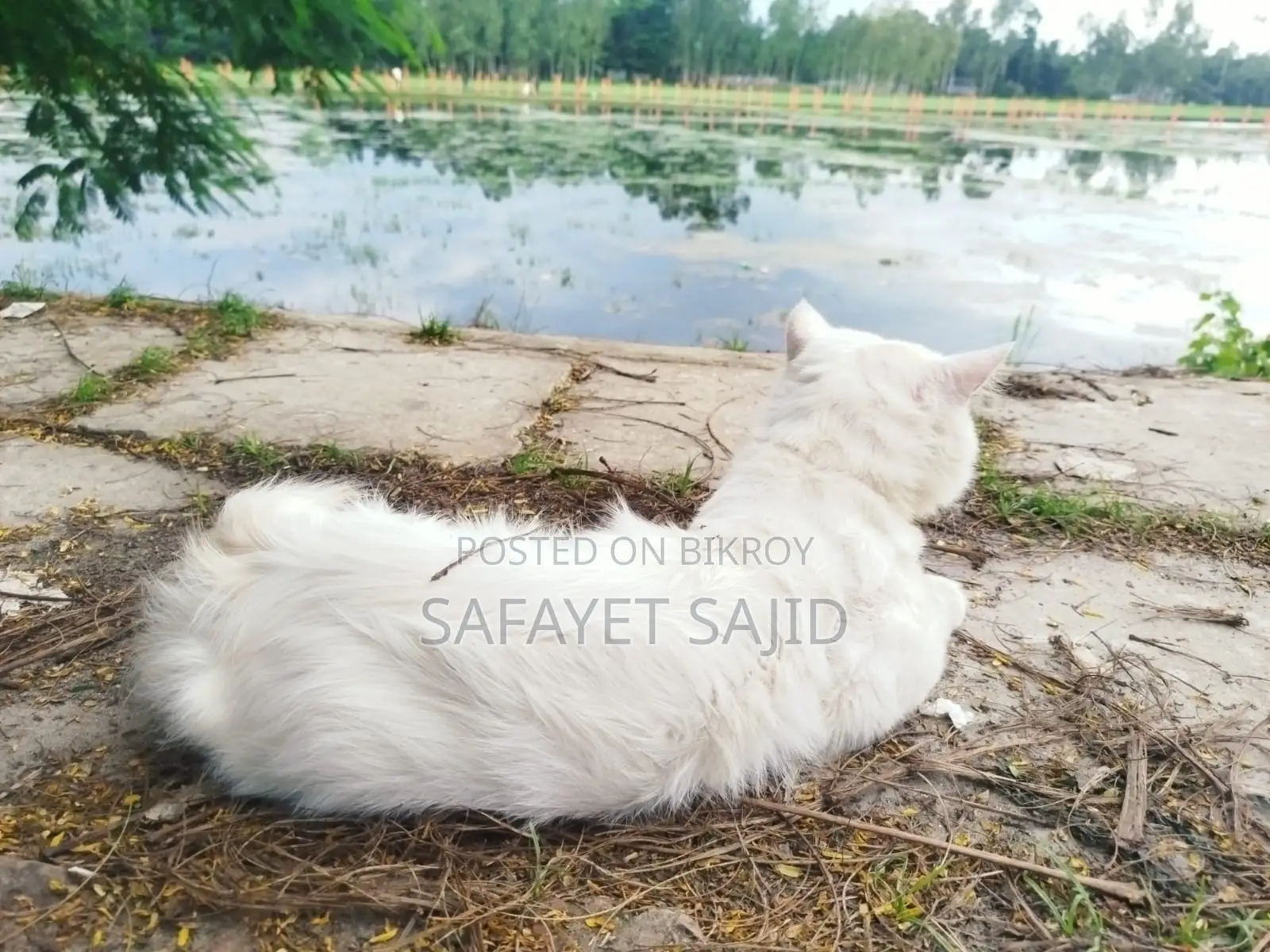 6-12 months Male Purebred Persian
