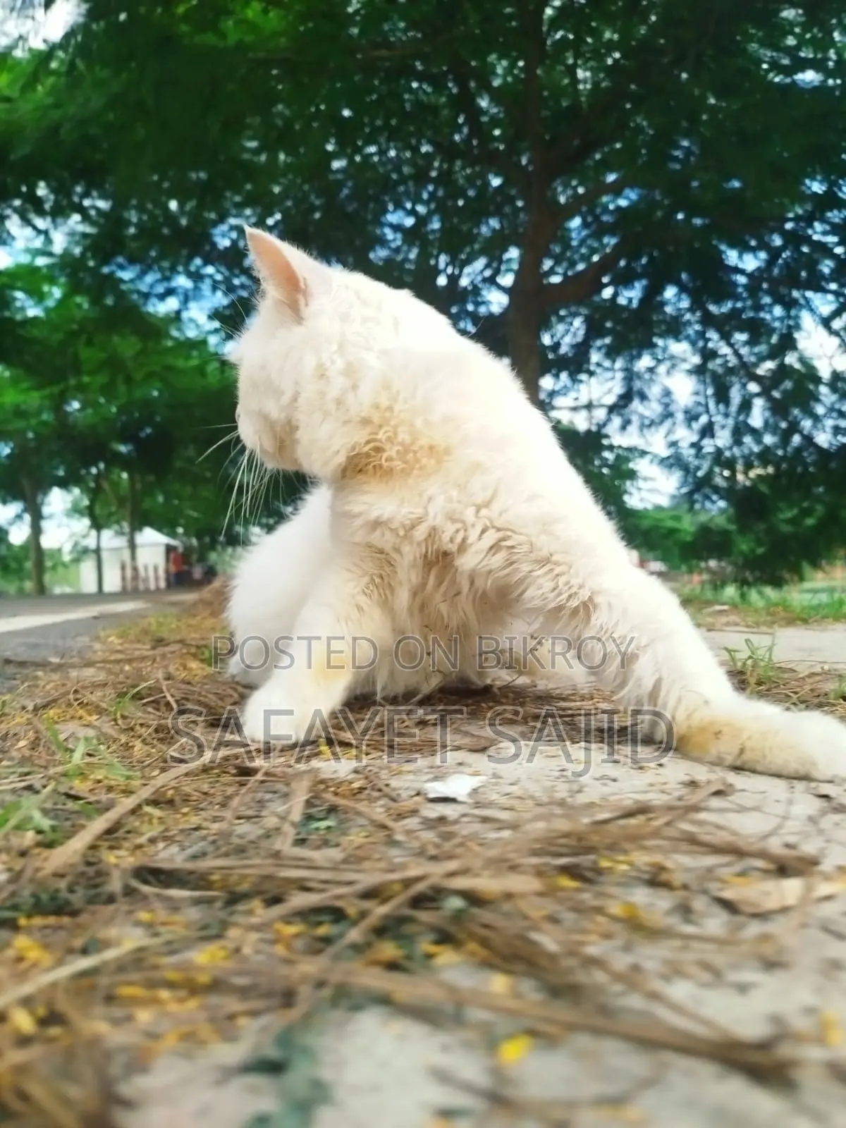6-12 months Male Purebred Persian