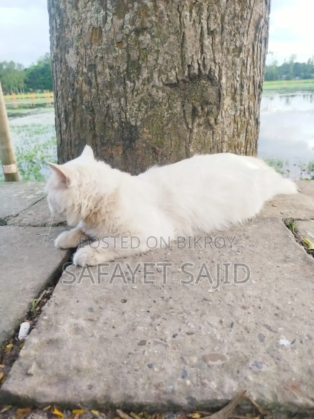 6-12 months Male Purebred Persian