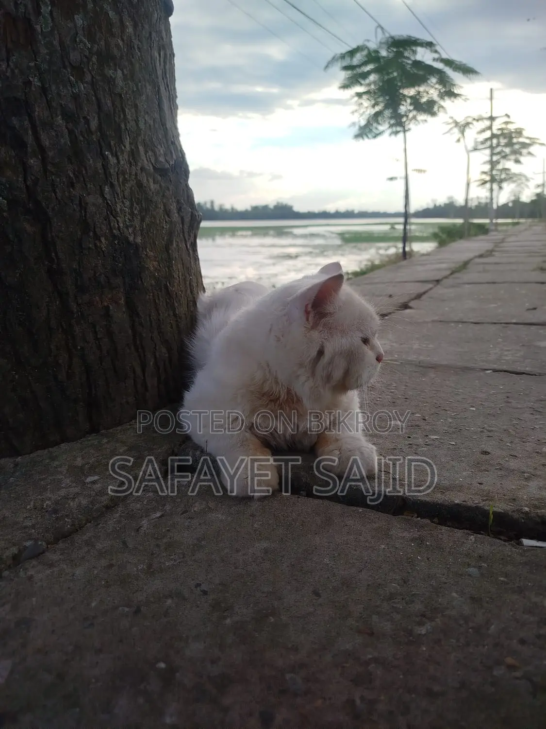 6-12 months Male Purebred Persian