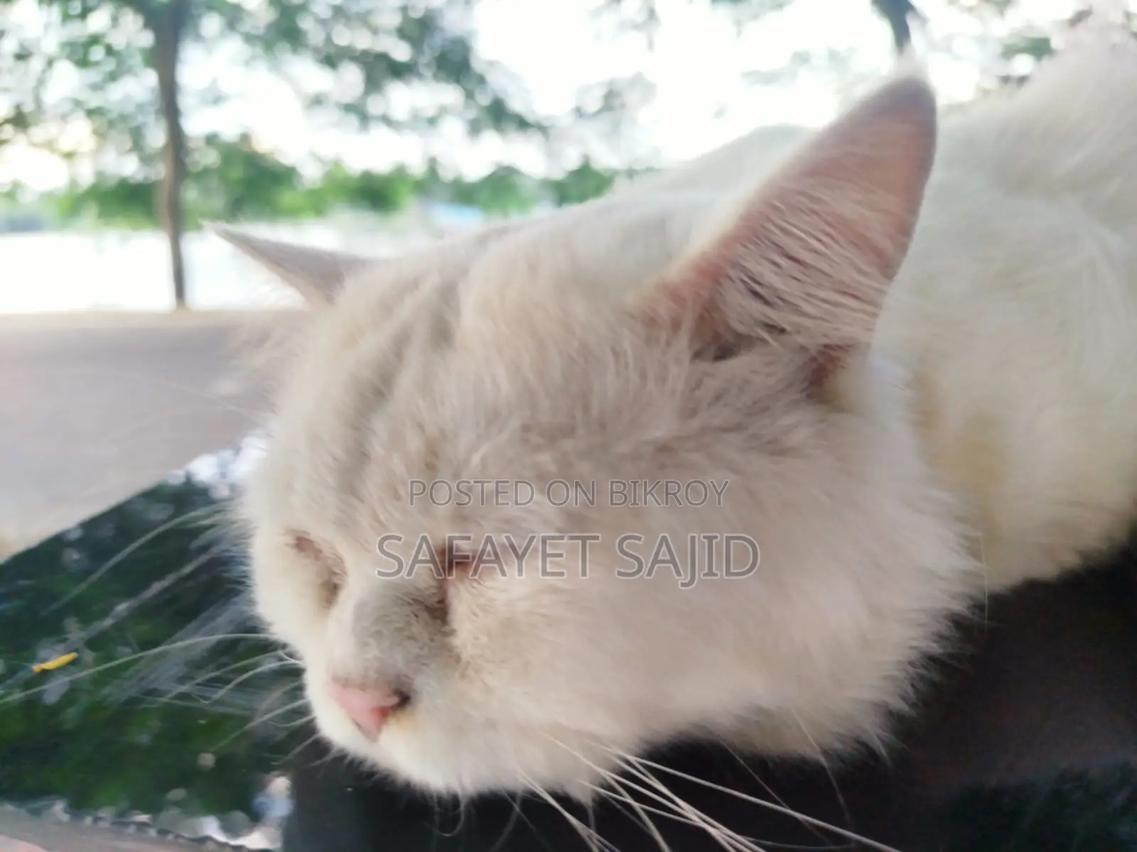6-12 months Male Purebred Persian