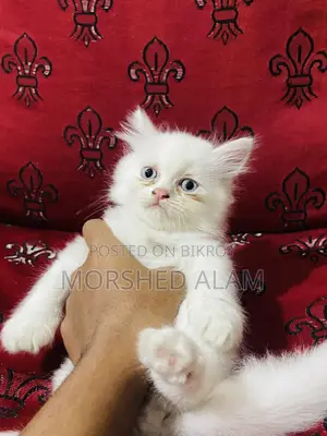 1-3 Months Female Purebred Persian