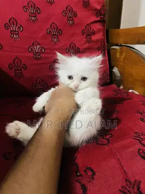 1-3 Months Female Purebred Persian