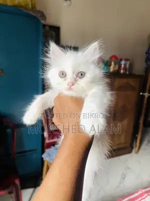 1-3 Months Female Purebred Persian