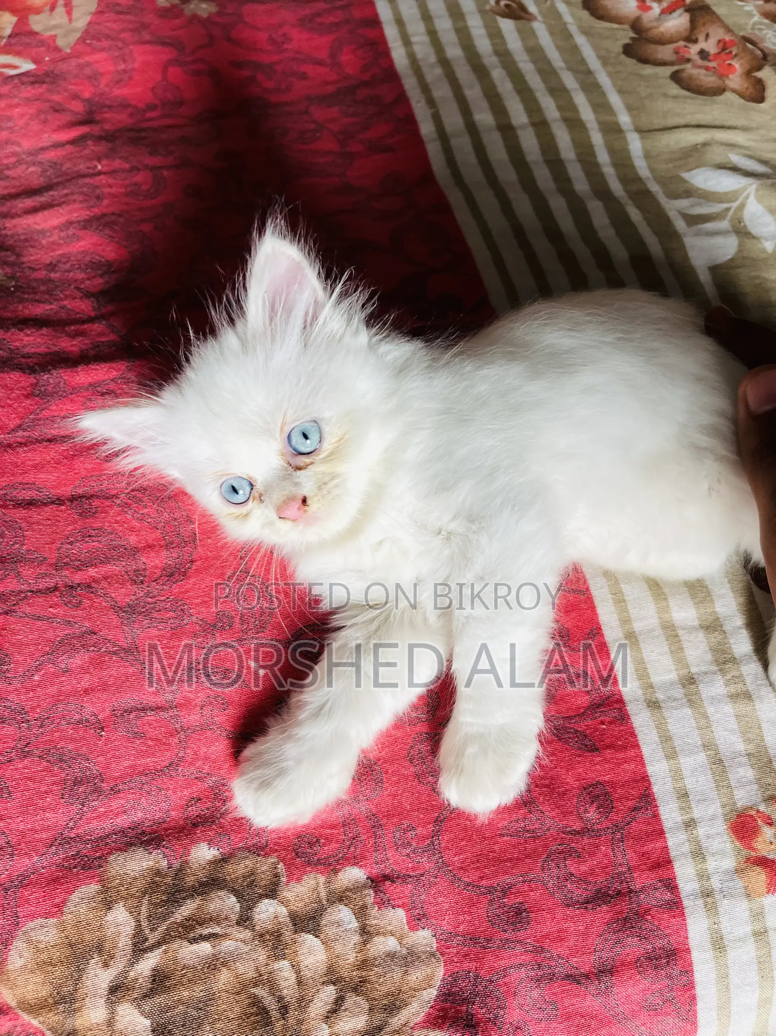 1-3 Months Female Purebred Persian