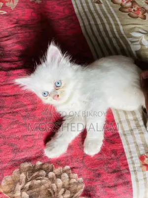 1-3 Months Female Purebred Persian