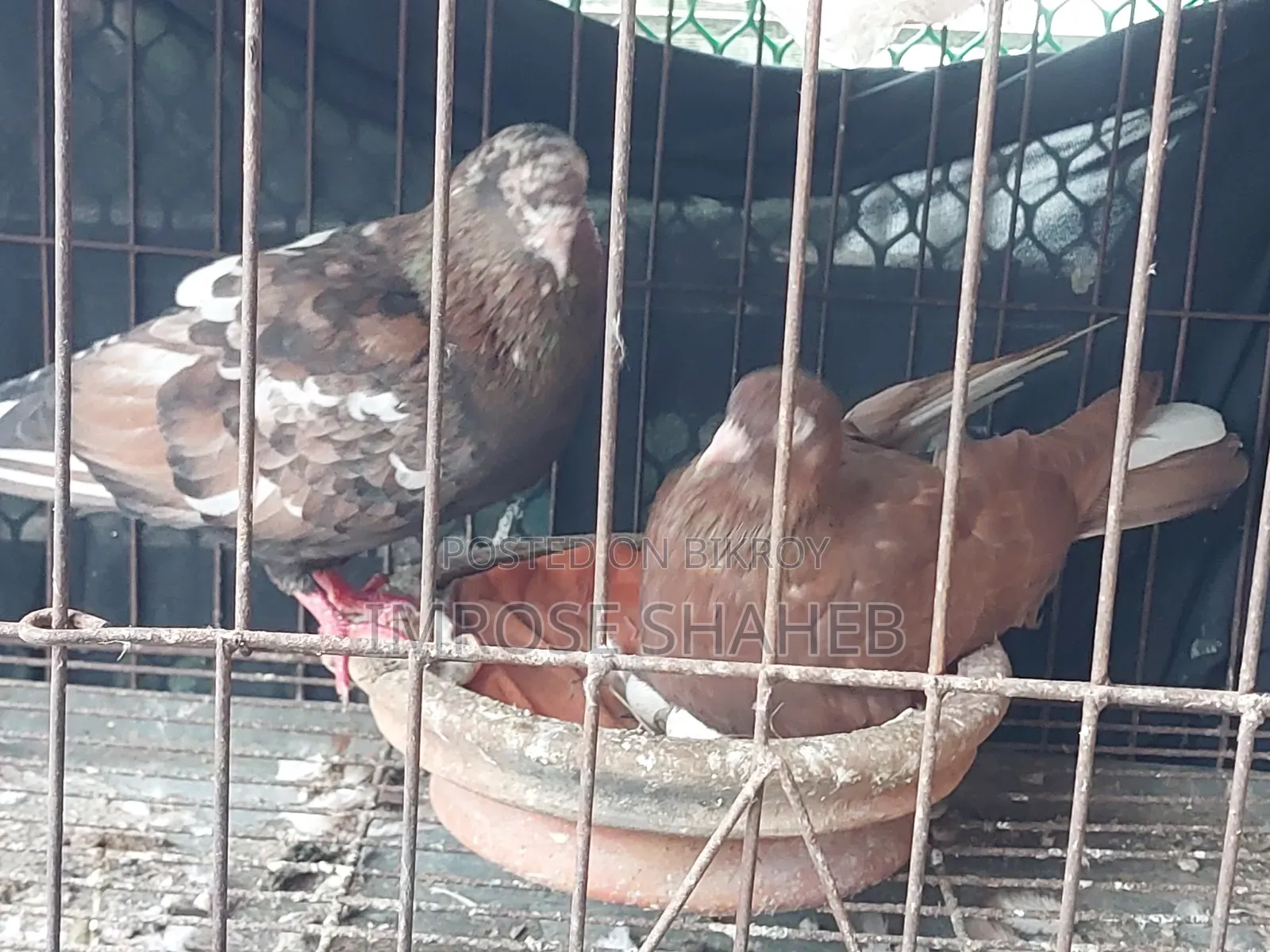 A pair of Nor/Medi pigeons will be sold!!