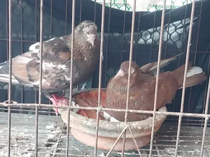 A pair of Nor/Medi pigeons will be sold!!