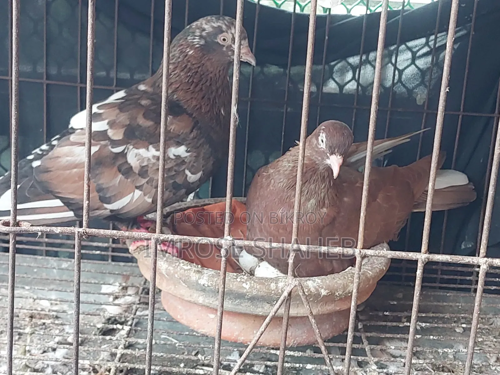 A pair of Nor/Medi pigeons will be sold!!