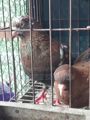 A pair of Nor/Medi pigeons will be sold!!