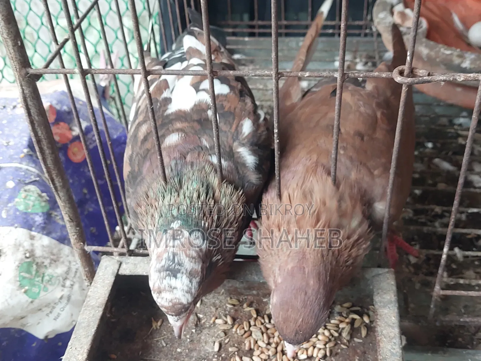 A pair of Nor/Medi pigeons will be sold!!