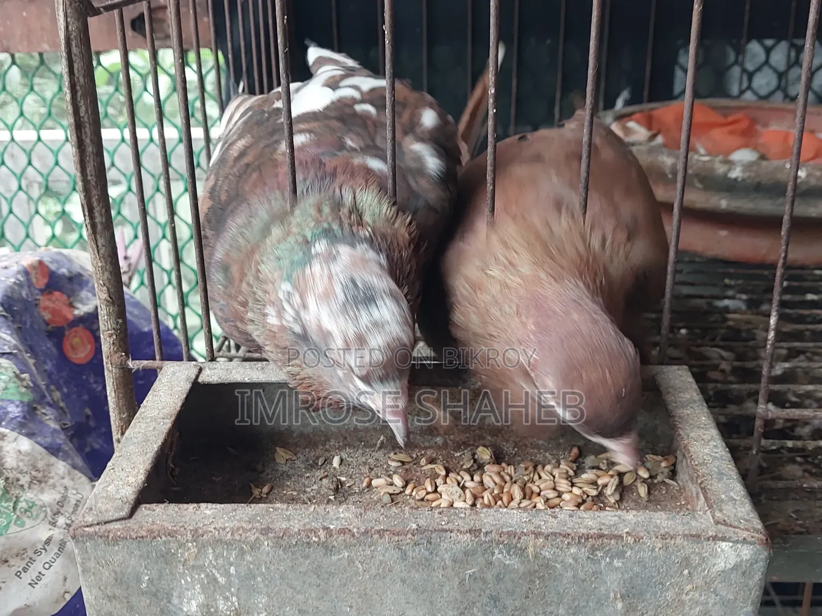 A pair of Nor/Medi pigeons will be sold!!
