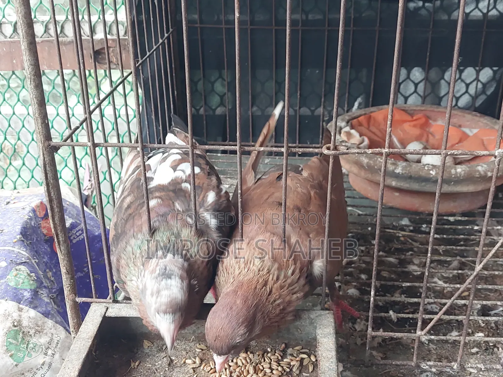 A pair of Nor/Medi pigeons will be sold!!