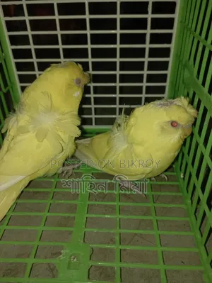JP Lutino Pair (Red Eye)