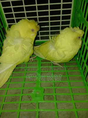 JP Lutino Pair (Red Eye)