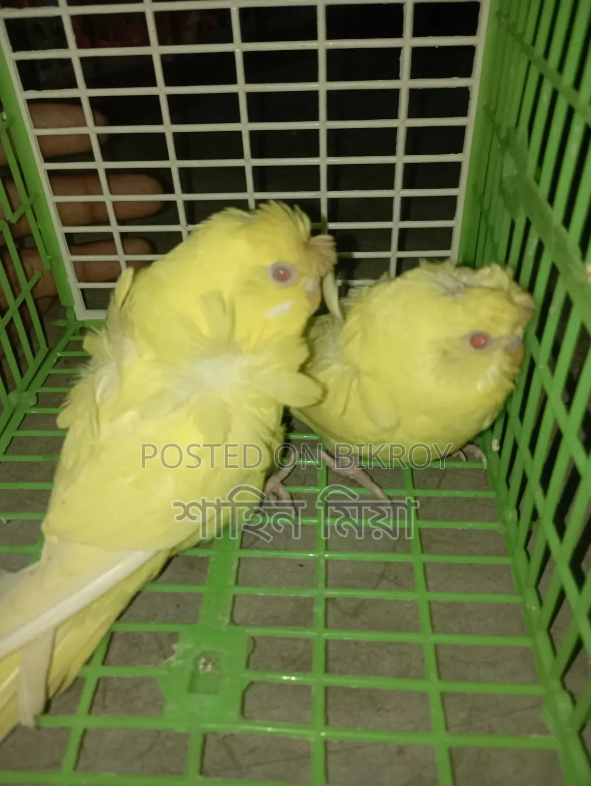 JP Lutino Pair (Red Eye)