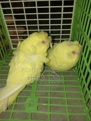 JP Lutino Pair (Red Eye)