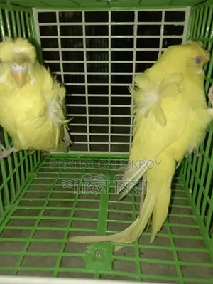 JP Lutino Pair (Red Eye)
